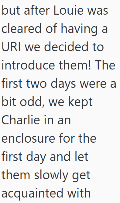but after Louie was cleared of having a URI we decided to introduce them! The first two days were a bit odd, we kept Charlie in an enclosure for the first day and let them slowly get acquainted with