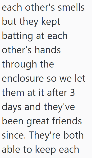 each other's smells but they kept batting at each other's hands through the enclosure so we let them at it after 3 days and they've been great friends since. They're both able to keep each