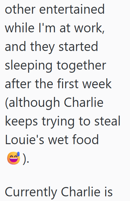 other entertained while I'm at work, and they started sleeping together after the first week (although Charlie keeps trying to steal Louie's wet food '). Currently Charlie is