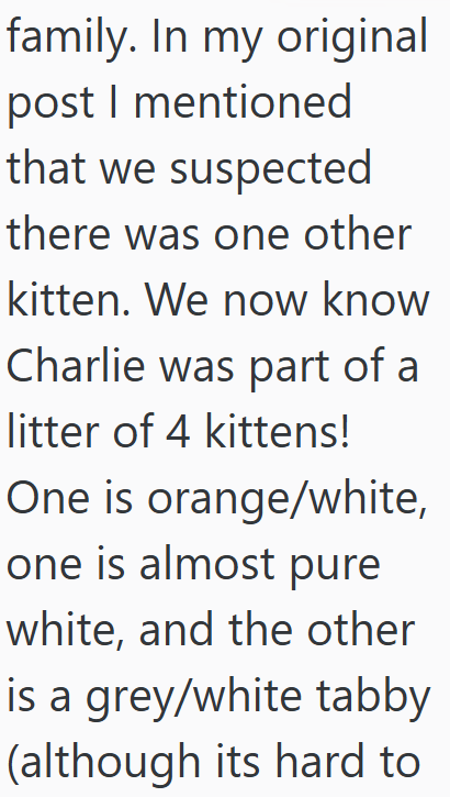 family. In my original post I mentioned that we suspected there was one other kitten. We now know Charlie was part of a litter of 4 kittens! One is orange/white, one is almost pure white, and the other is a grey/white tabby (although its hard to