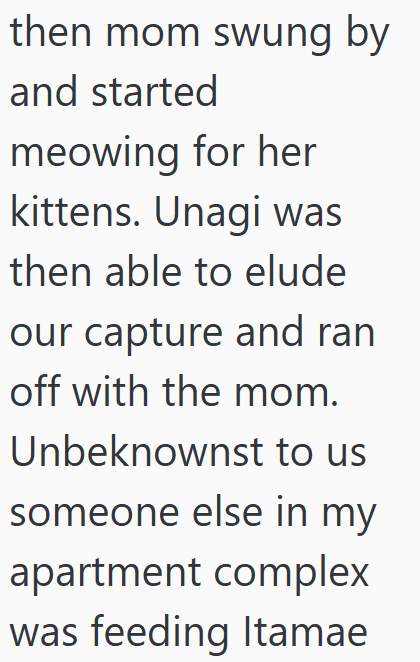 then mom swung by and started meowing for her kittens. Unagi was then able to elude our capture and ran off with the mom. Unbeknownst to us someone else in my apartment complex was feeding Itamae