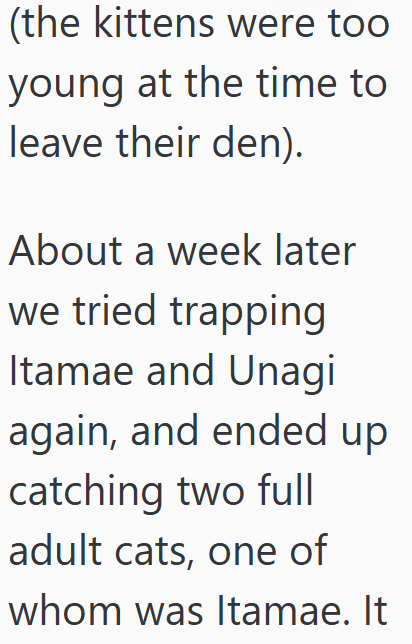 (the kittens were too young at the time to leave their den). About a week later we tried trapping Itamae and Unagi again, and ended up catching two full adult cats, one of whom was Itamae. It