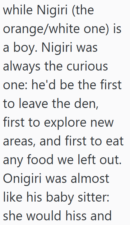 while Nigiri (the orange/white one) is a boy. Nigiri was always the curious one: he'd be the first to leave the den, first to explore new areas, and first to eat any food we left out. Onigiri was almost like his baby sitter: she would hiss and