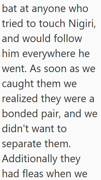 bat at anyone who tried to touch Nigiri, and would follow him everywhere he went. As soon as we caught them we realized they were a bonded pair, and we didn't want to separate them. Additionally they had fleas when we