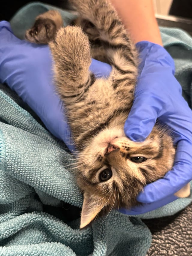 Cheezburger Image 10616420864