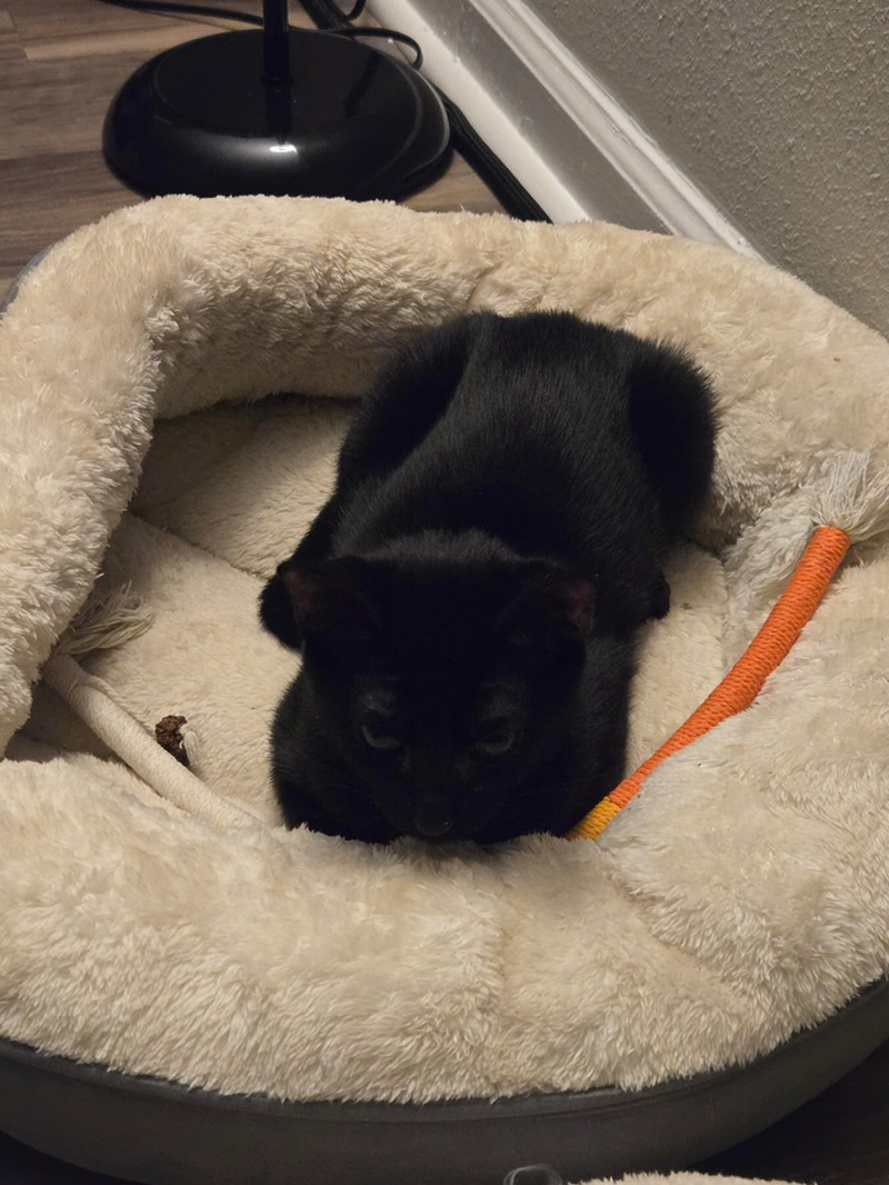 Cheezburger Image 10616421120