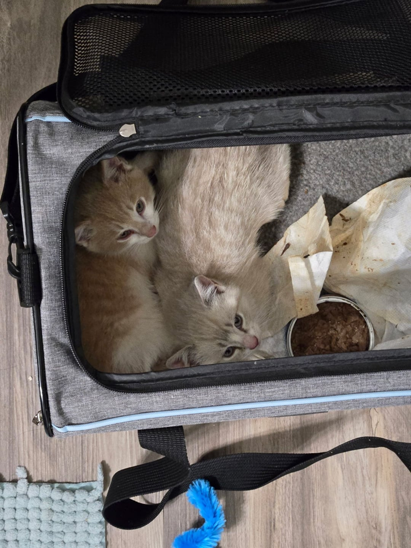 Cheezburger Image 10616421632