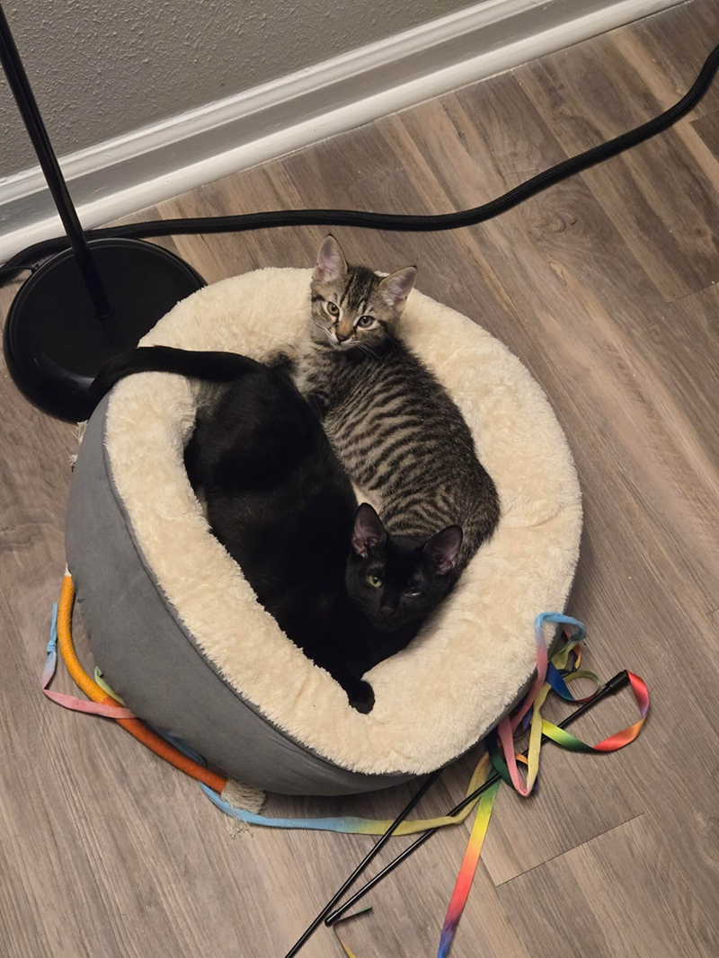 Cheezburger Image 10616421888