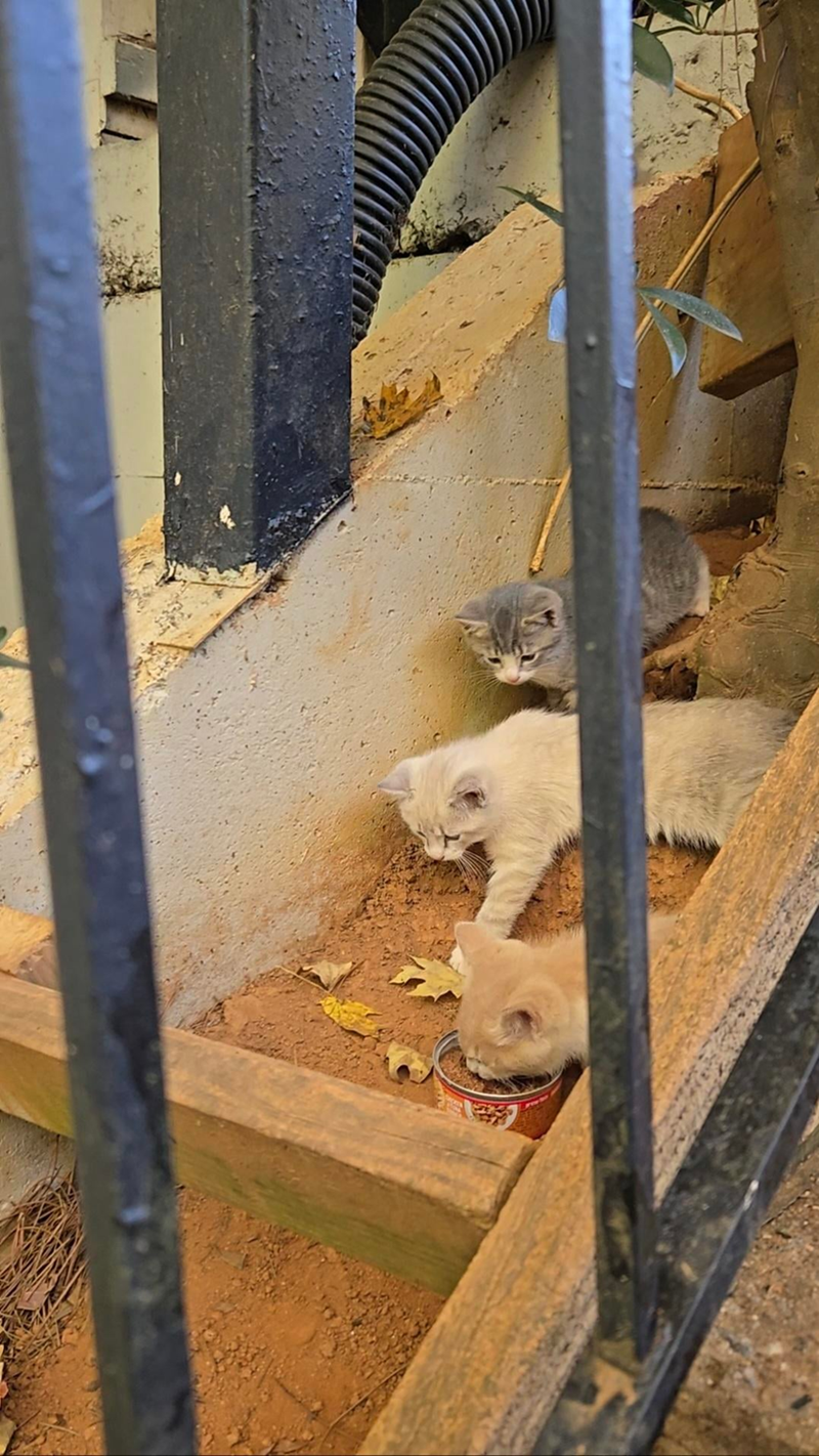 Cheezburger Image 10616422144