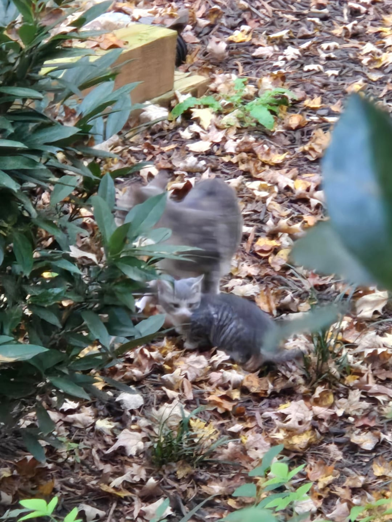 Cheezburger Image 10616422400