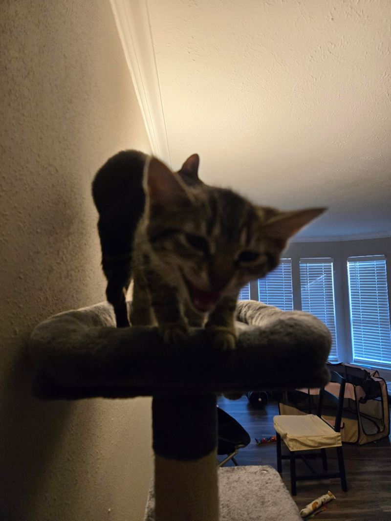 Cheezburger Image 10616422656