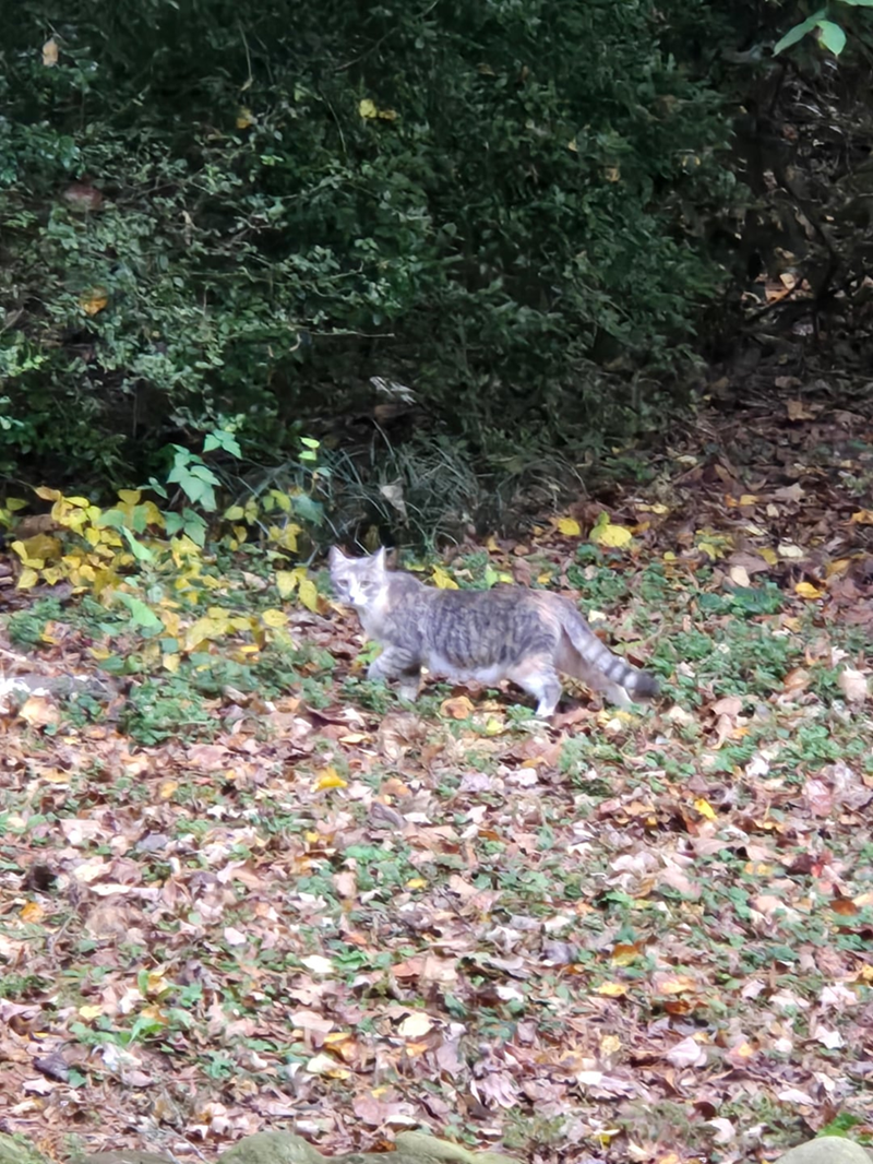 Cheezburger Image 10616422912