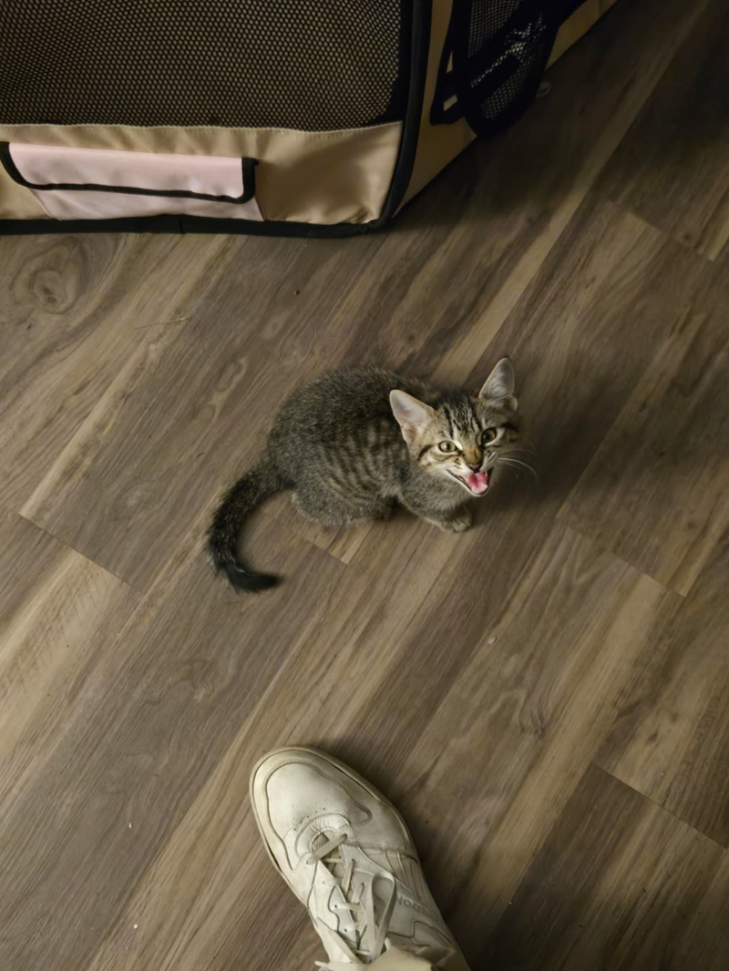 Cheezburger Image 10616423424