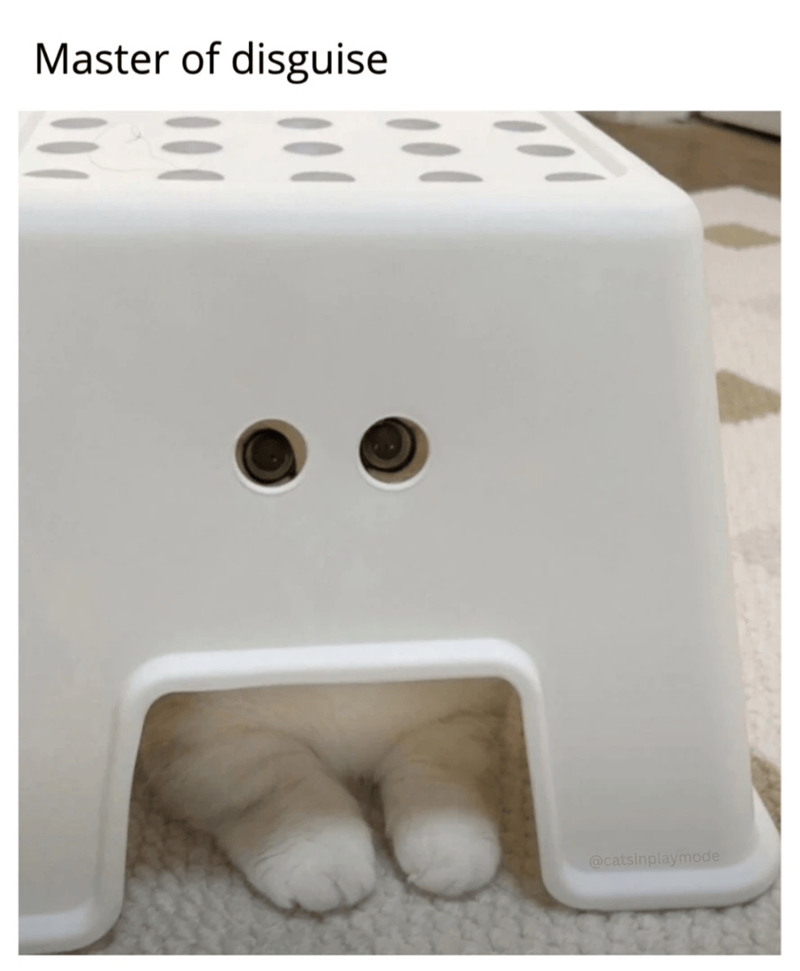Master of disguise 三 @catsinplaymode