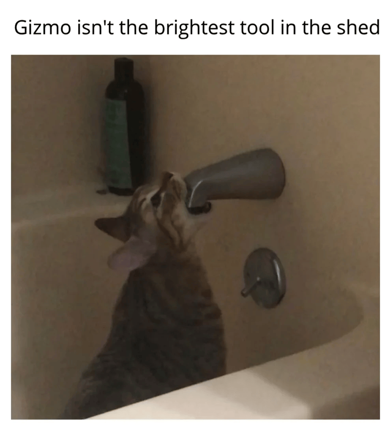 Gizmo isn't the brightest tool in the shed