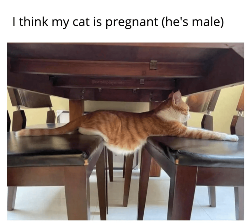 I think my cat is pregnant (he's male) @catsinplaymode