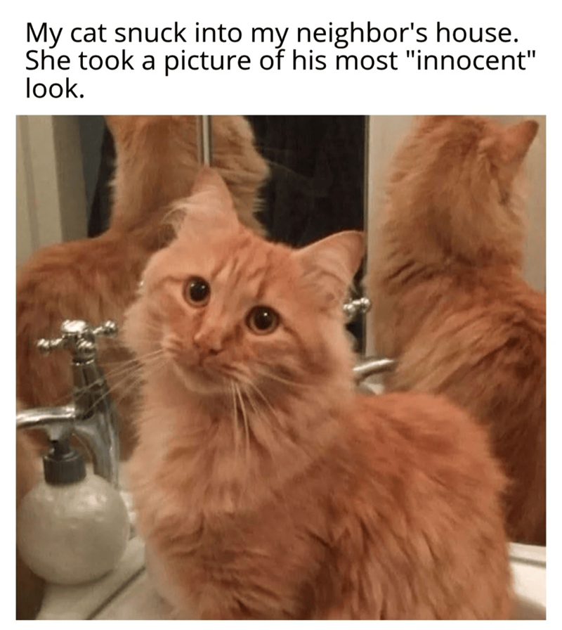 My cat snuck into my neighbor's house. She took a picture of his most "innocent" look.