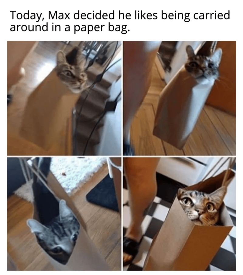 Today, Max decided he likes being carried around in a paper bag.