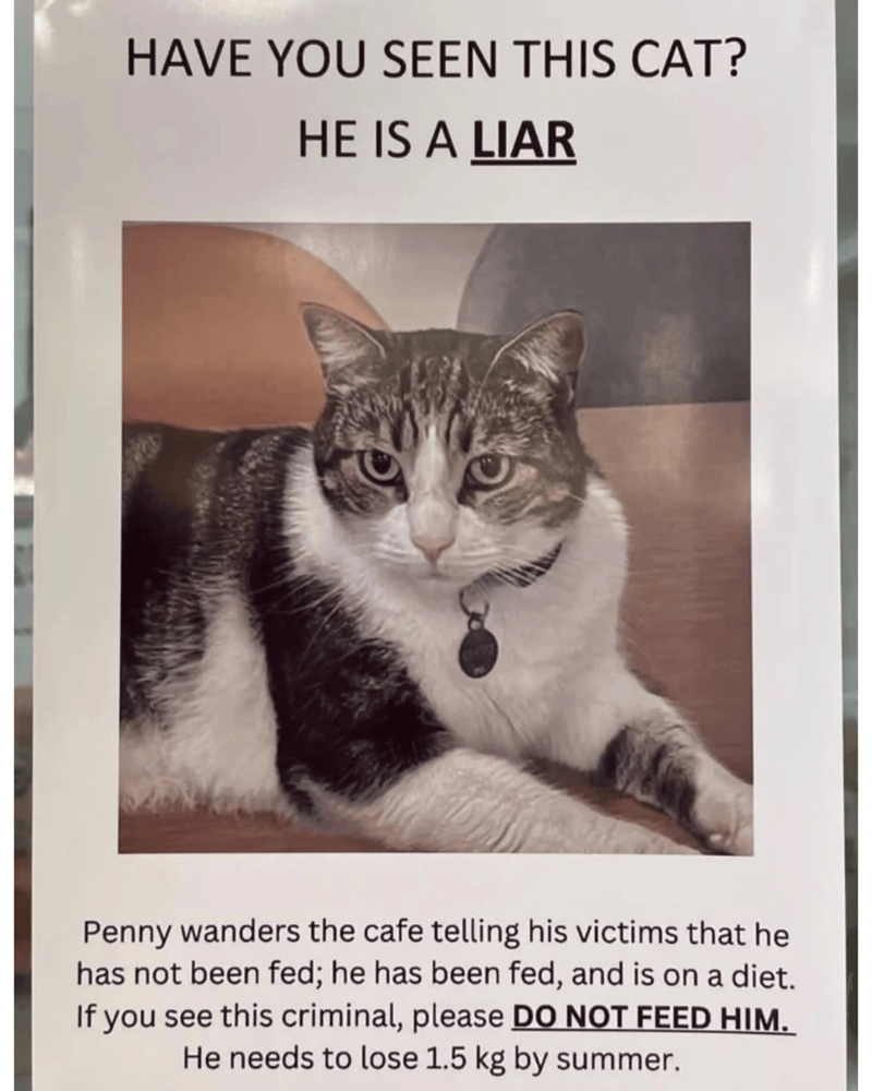 HAVE YOU SEEN THIS CAT? HE IS A LIAR Penny wanders the cafe telling his victims that he has not been fed; he has been fed, and is on a diet. If you see this criminal, please DO NOT FEED HIM. He needs to lose 1.5 kg by summer.