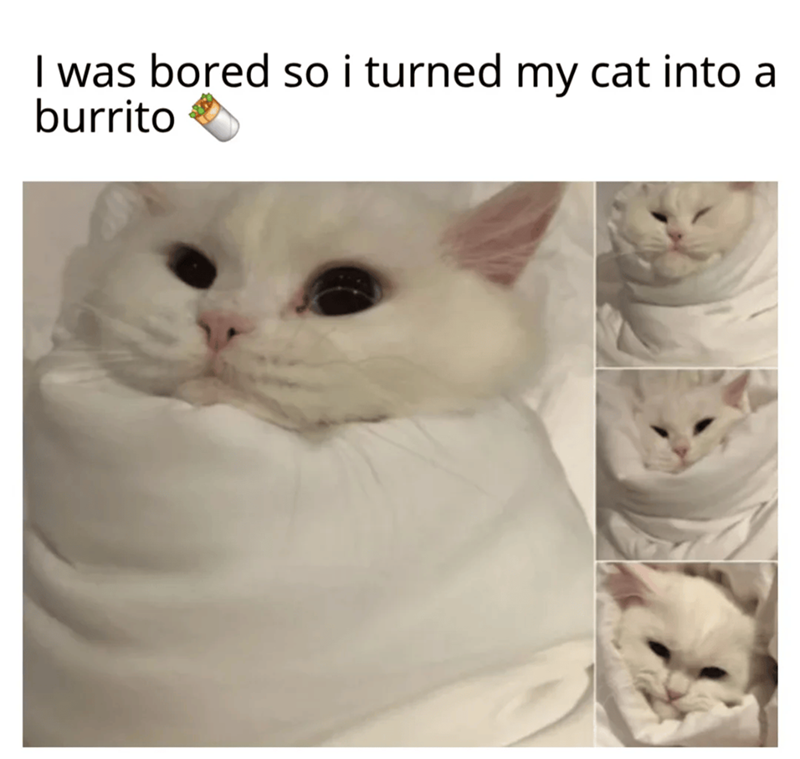 I was bored so i turned my cat into a burrito