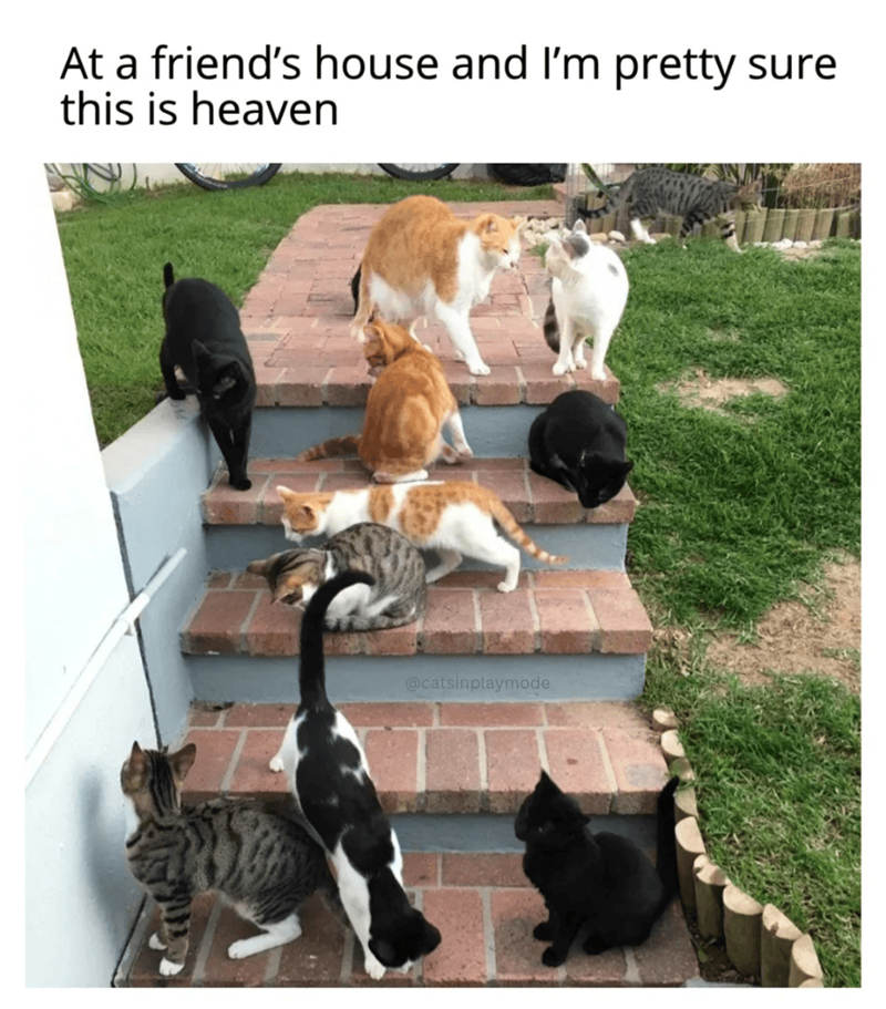 At a friend's house and I'm pretty sure this is heaven @catsinplaymode