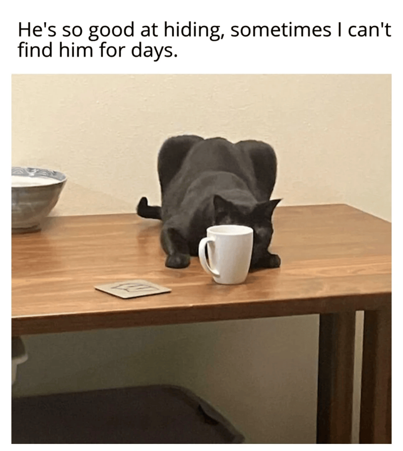 He's so good at hiding, sometimes I can't find him for days.