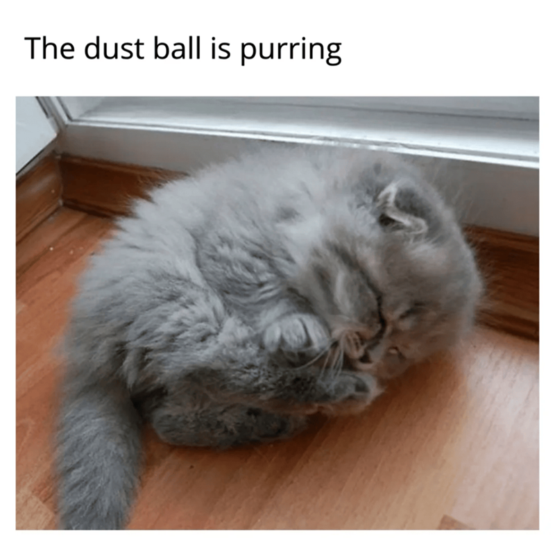 The dust ball is purring