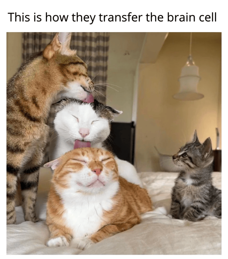 This is how they transfer the brain cell