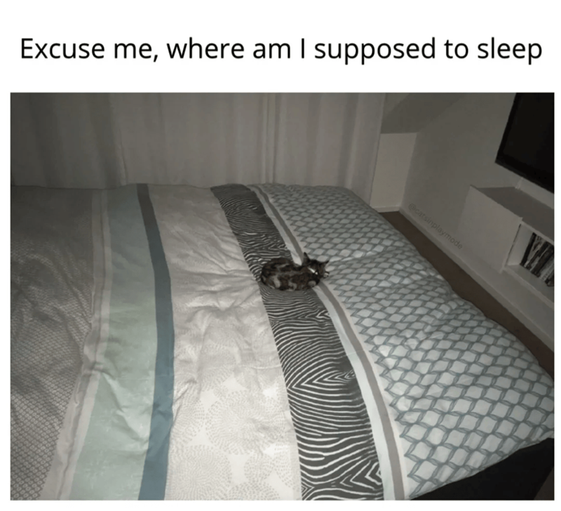Excuse me, where am I supposed to sleep @catsinplaymode