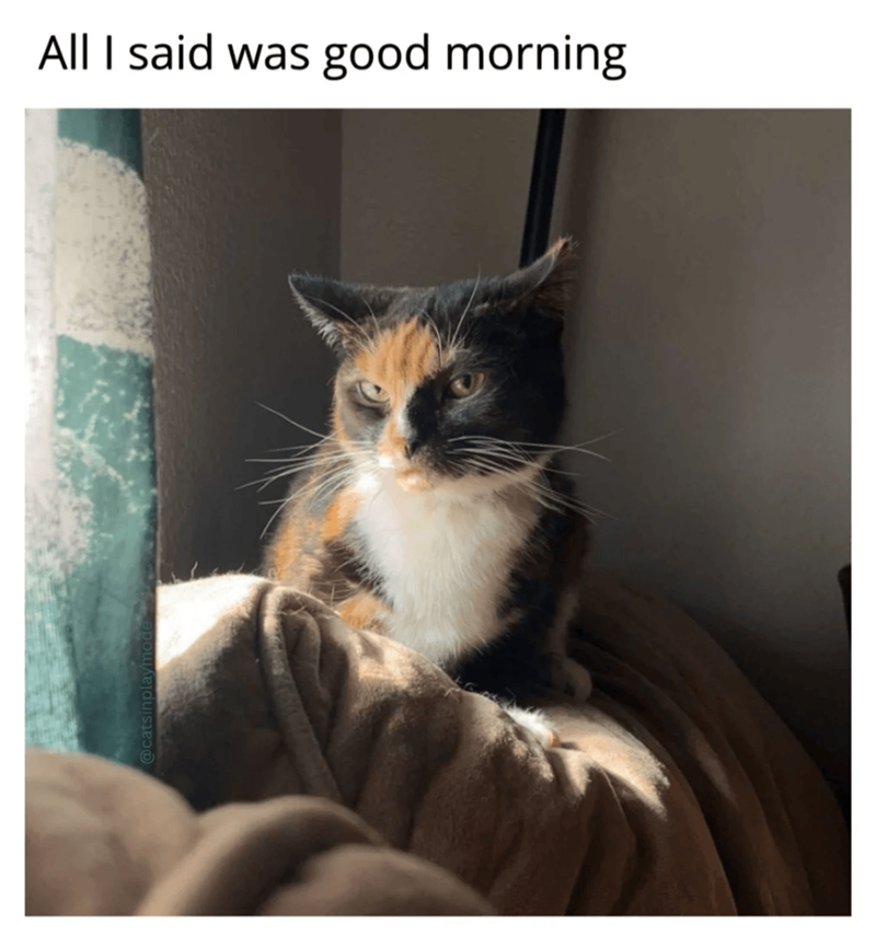 All I said was good morning