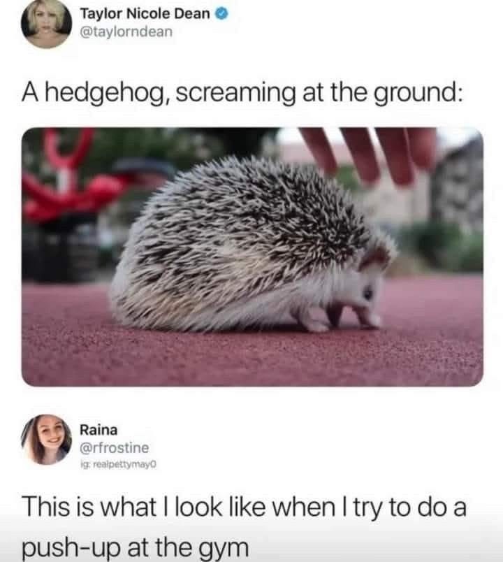 Taylor Nicole Dean @taylorndean A hedgehog, screaming at the ground: Raina @rfrostine ig: realpettymayo This is what I look like when I try to do a push-up at the gym