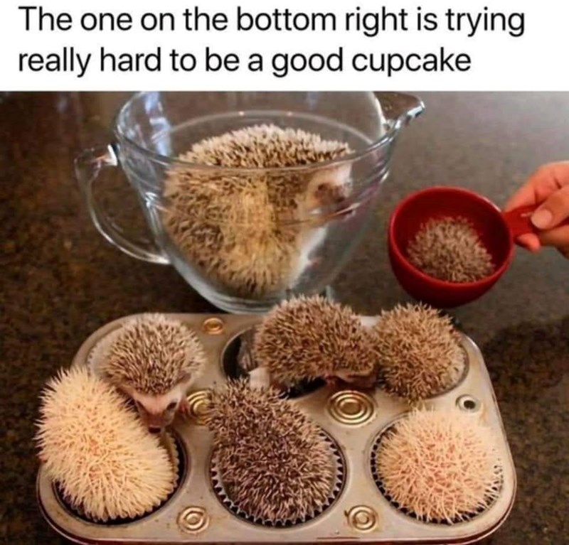 The one on the bottom right is trying really hard to be a good cupcake