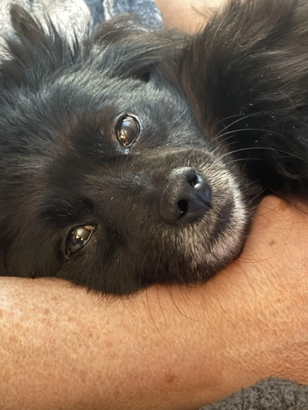 Cheezburger Image 10616432640