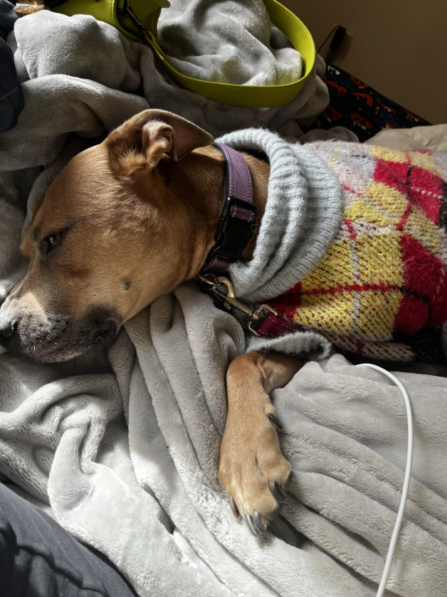 Cheezburger Image 10616433920