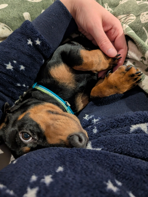 Cheezburger Image 10616435968