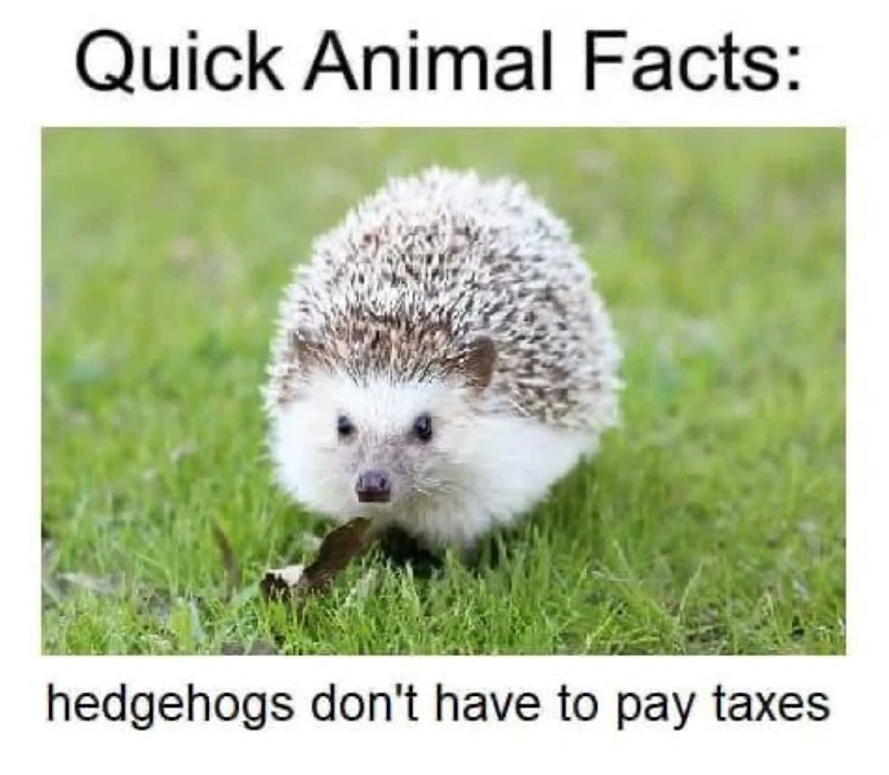 Quick Animal Facts: hedgehogs don't have to pay taxes