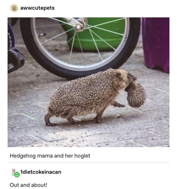awwcutepets Hedgehog mama and her hoglet 1dietcokeinacan Out and about!