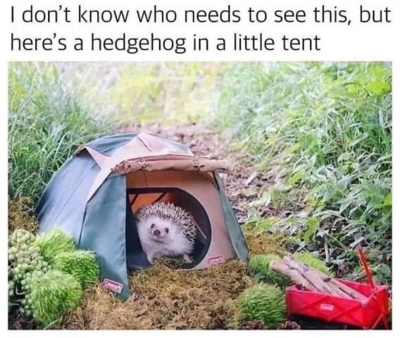 I don't know who needs to see this, but here's a hedgehog in a little tent