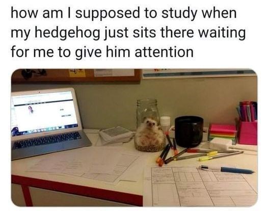 how am I supposed to study when my hedgehog just sits there waiting for me to give him attention