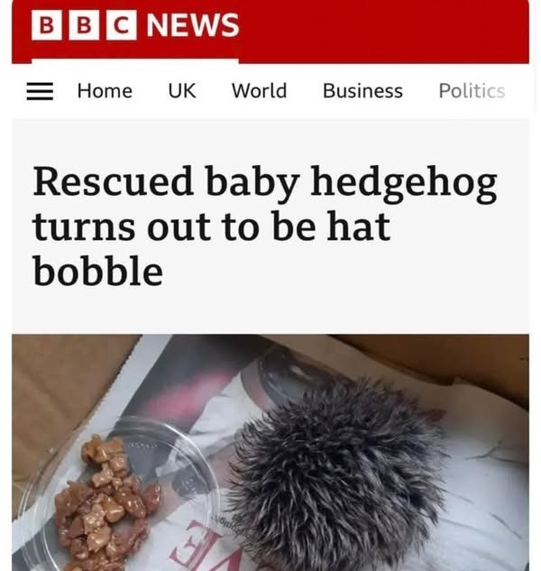 BBC NEWS Home UK World Business Politics Rescued baby hedgehog turns out to be hat bobble