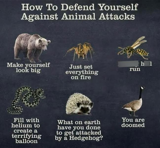 How To Defend Yourself Against Animal Attacks Make yourself look big Just set everything on fire h 1 run Fill with helium to create a terrifying balloon What on earth have you done to get attacked by a Hedgehog? You are doomed