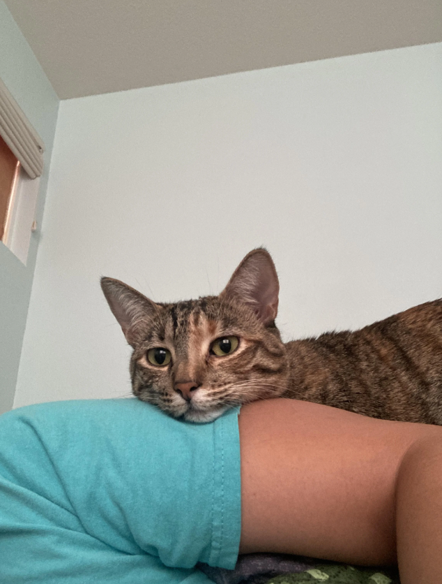 Cheezburger Image 10616441088