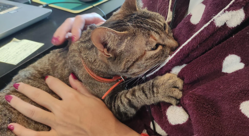 Cheezburger Image 10616442624