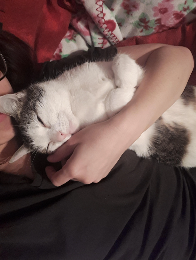 Cheezburger Image 10616444160