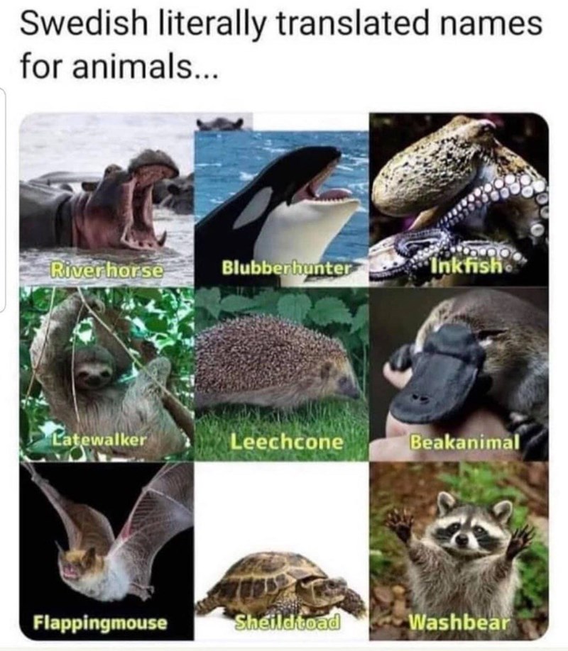 Swedish literally translated names for animals... Riverhorse Blubberhunter Inkfish Latewalker Leechcone Beakanimal Flappingmouse Sheildtoad Washbear