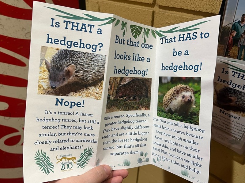 Is THAT a hedgehog? But that one looks like a hedgehog! That HAS to be a hedgehog! Is TH hedgeh Nope! It's a tenrec! A lesser hedgehog tenrec, but still a tenrec! They may look similar, but they're more closely related to aardvarks and elephants! Evansville's Mesker Park ZOO &Botanic Garden It is! You can tell a hedgehog Still a tenrec! Specifically, a greater hedgehog tenrec! They have slightly different teeth and are a little bigger than the lesser hedgehog tenrec, but that's all that separate
