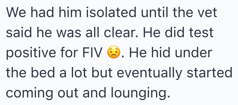 We had him isolated until the vet said he was all clear. He did test positive for FIV . He hid under the bed a lot but eventually started coming out and lounging.