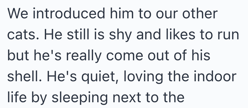 We introduced him to our other cats. He still is shy and likes to run but he's really come out of his shell. He's quiet, loving the indoor life by sleeping next to the