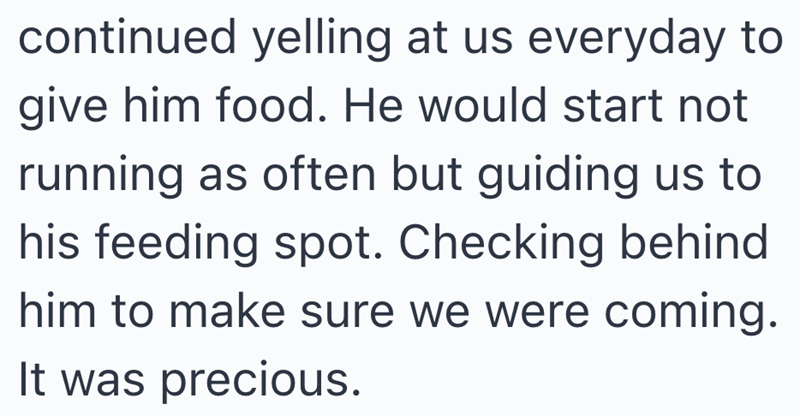 continued yelling at us everyday to give him food. He would start not running as often but guiding us to his feeding spot. Checking behind him to make sure we were coming. It was precious.