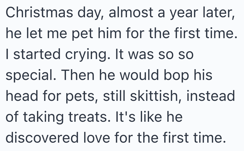 Christmas day, almost a year later, he let me pet him for the first time. I started crying. It was so so special. Then he would bop his head for pets, still skittish, instead of taking treats. It's like he discovered love for the first time.